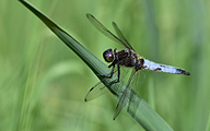 Blue Chaser (male, Libellula fulva)